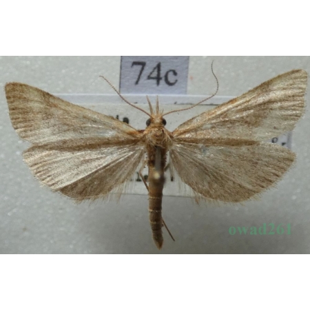 Dolicharthria punctalis (Denis & Schiffermüller, 1775) Czech74c